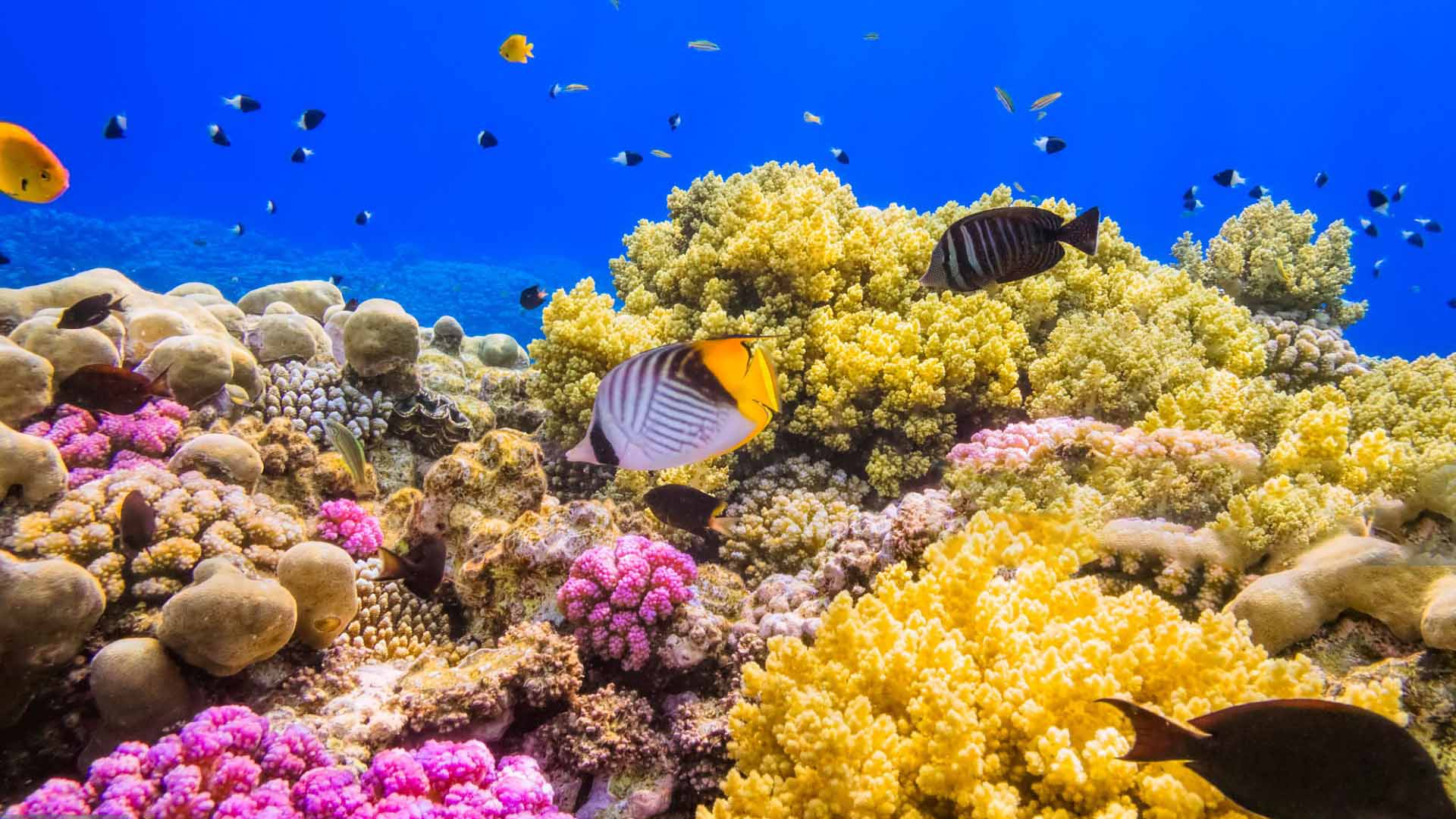 Under waters Beauty of Mirissa